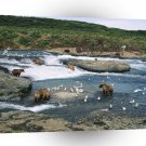 Bear Gathering Mcneil River Alaska A1 Xlarge Canvas