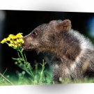 Bear Good Sense Grizzly A1 Xlarge Canvas