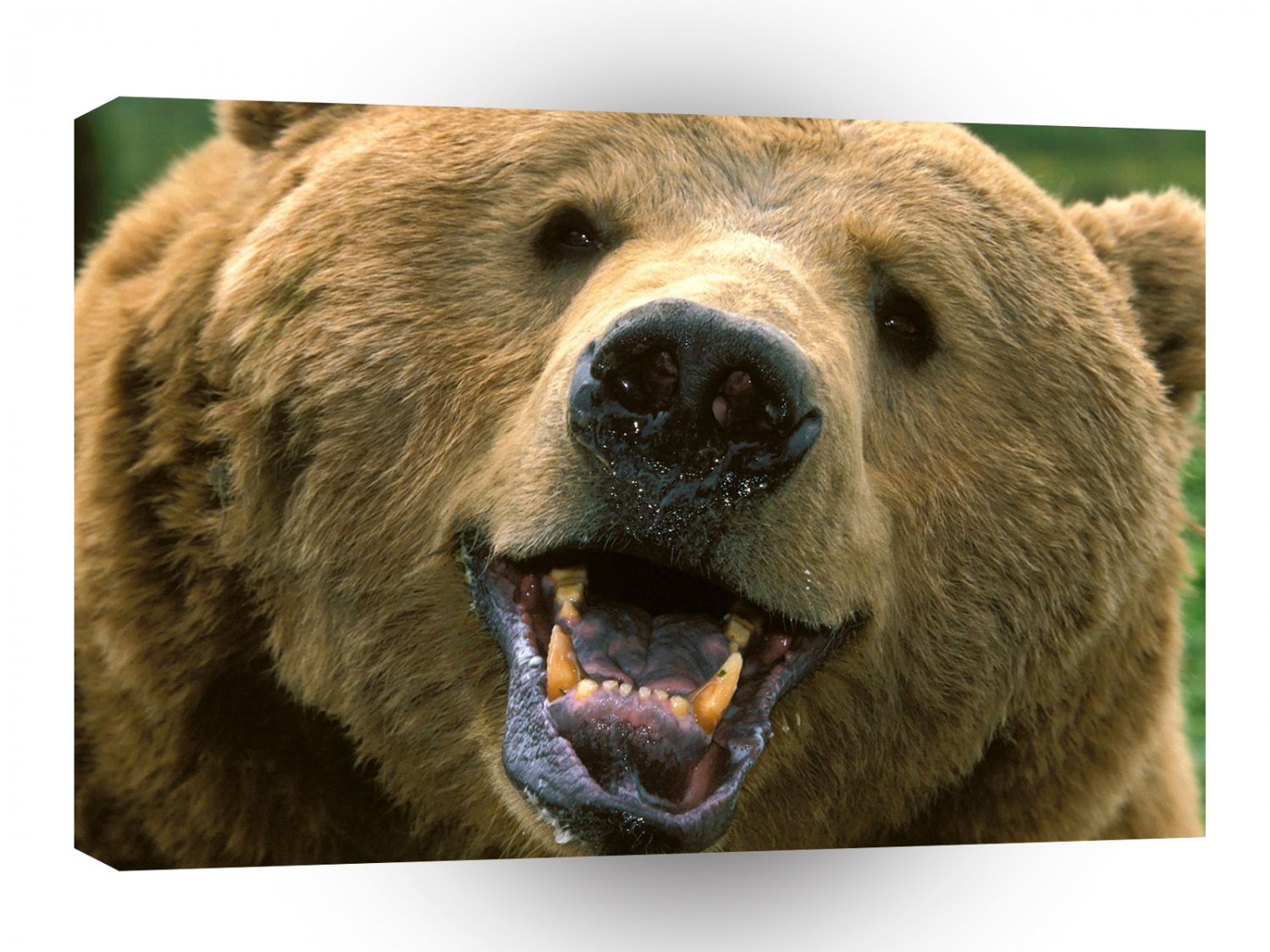 Bear Grin It A1 Xlarge Canvas