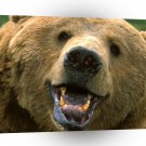 Bear Grin It A1 Xlarge Canvas
