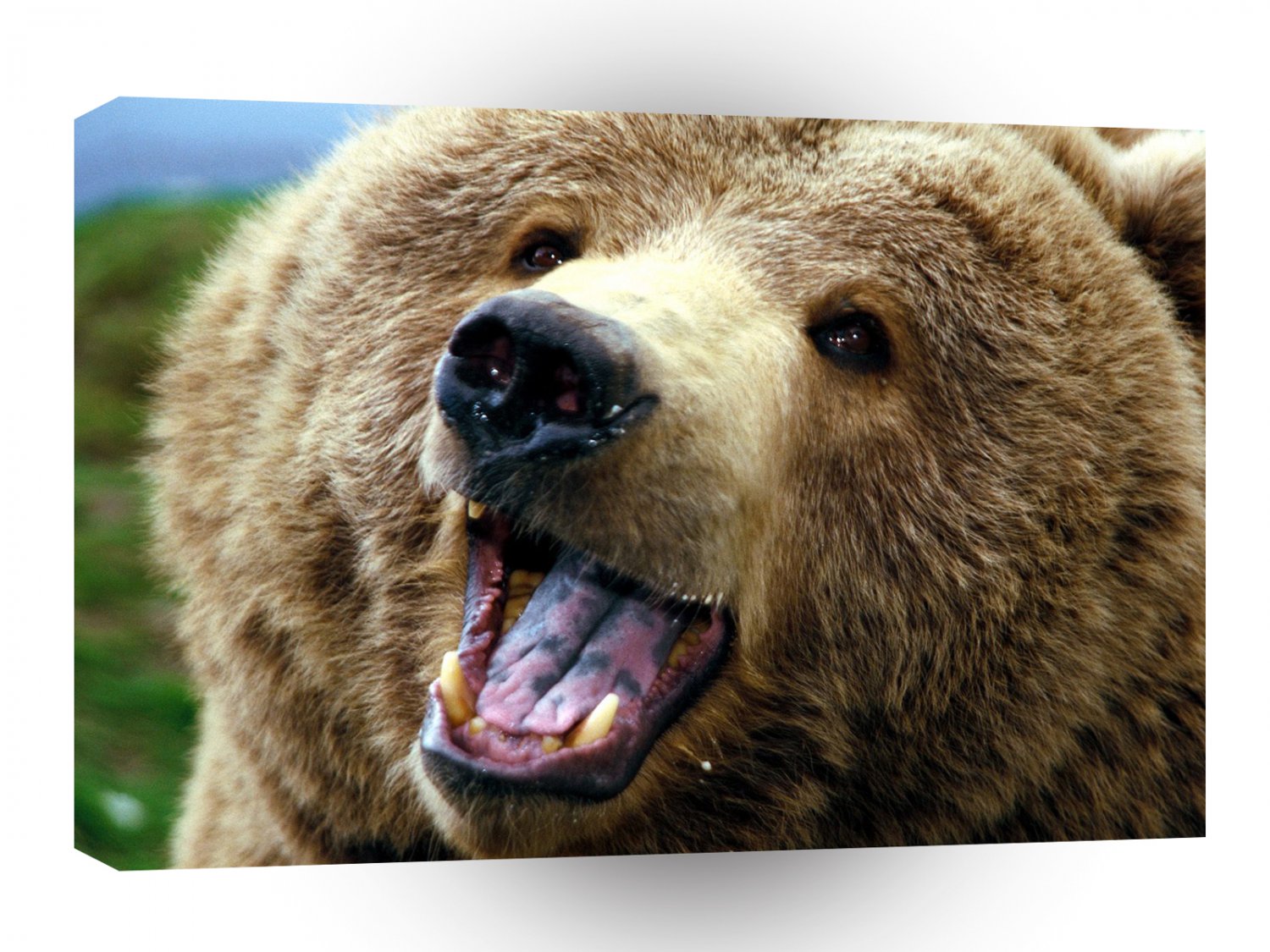 Bear Grizzly Attack A1 Xlarge Canvas