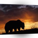 Bear Grizzly Rocky Mountains A1 Xlarge Canvas