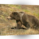 Bear Grizzly Tundra Alaska A1 Xlarge Canvas