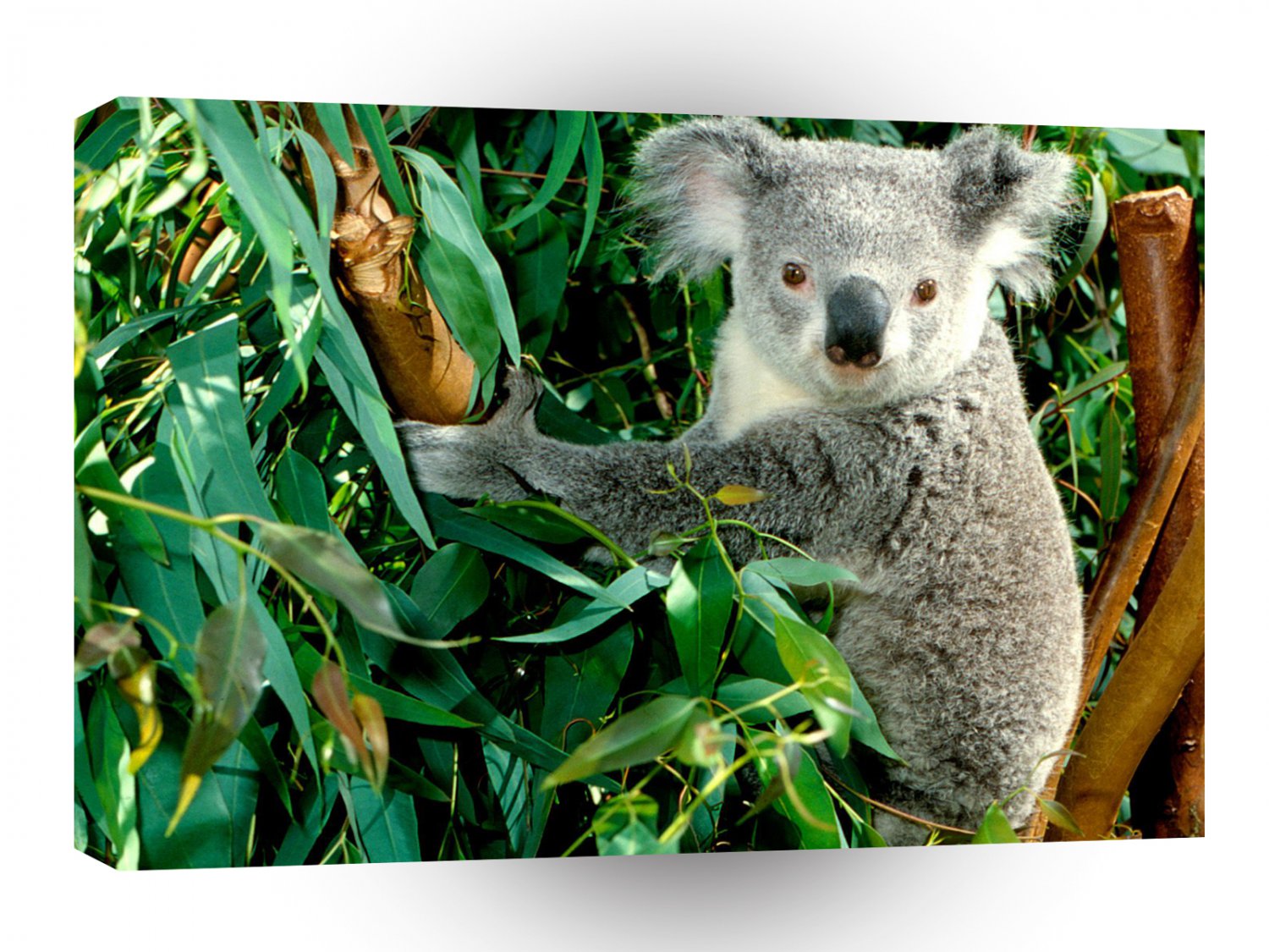 Bear Hanging Out Koala A1 Xlarge Canvas