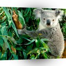 Bear Hanging Out Koala A1 Xlarge Canvas