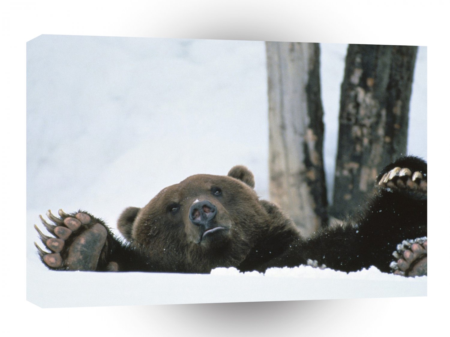 Bear Help Brown Alaska A1 Xlarge Canvas