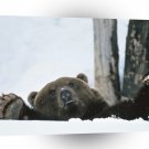 Bear Help Brown Alaska A1 Xlarge Canvas