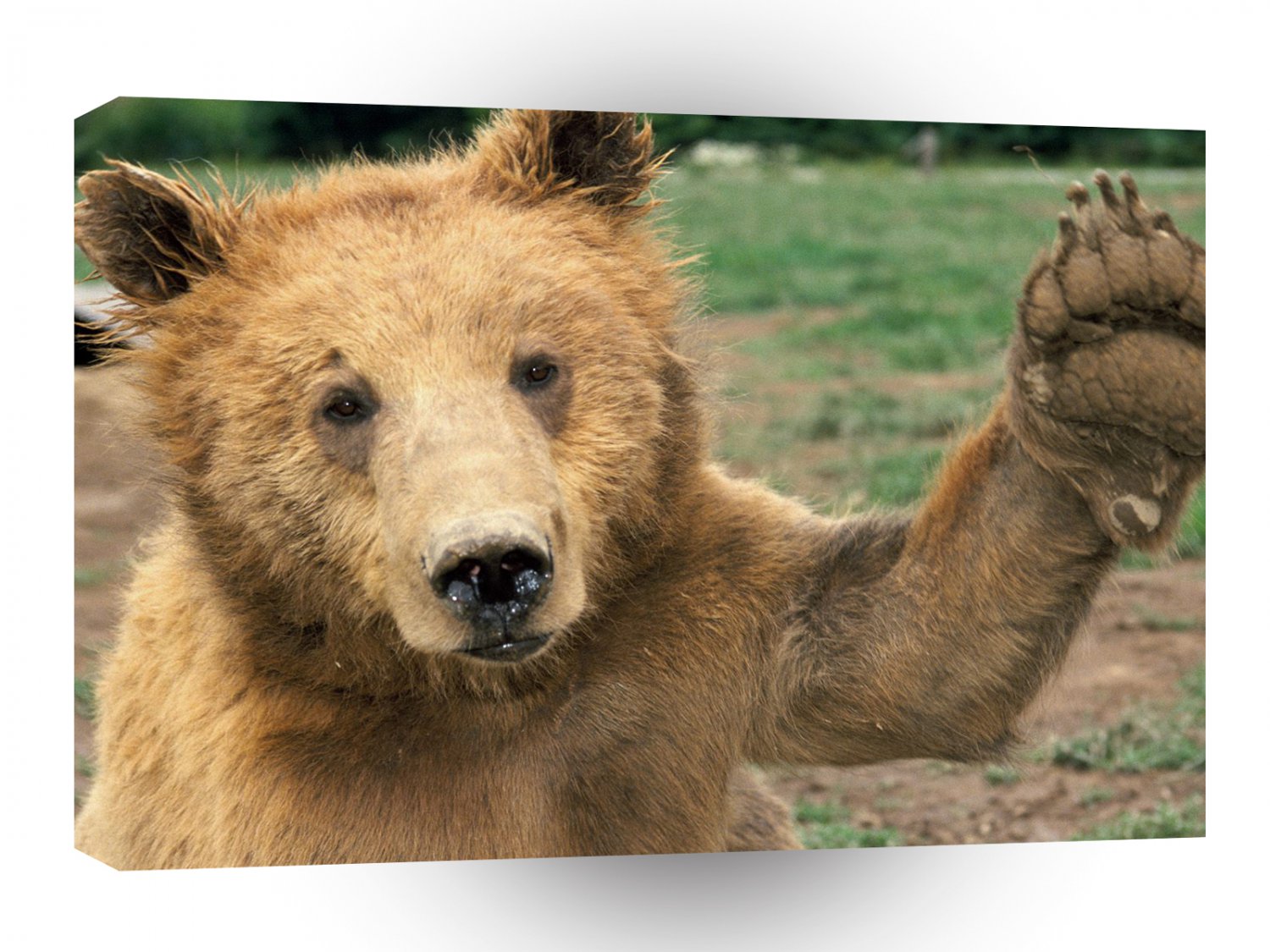 Bear High Five A1 Xlarge Canvas