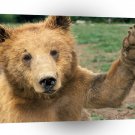 Bear High Five A1 Xlarge Canvas