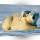 Bear Hug A1 Xlarge Canvas