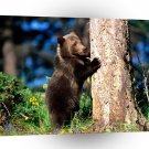 Bear Hug Grizzly Cub A1 Xlarge Canvas