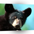 Bear Im All Ears Black Cub Minnesota A1 Xlarge Canvas