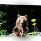 Bear Kicking Back Grizzly Cub A1 Xlarge Canvas