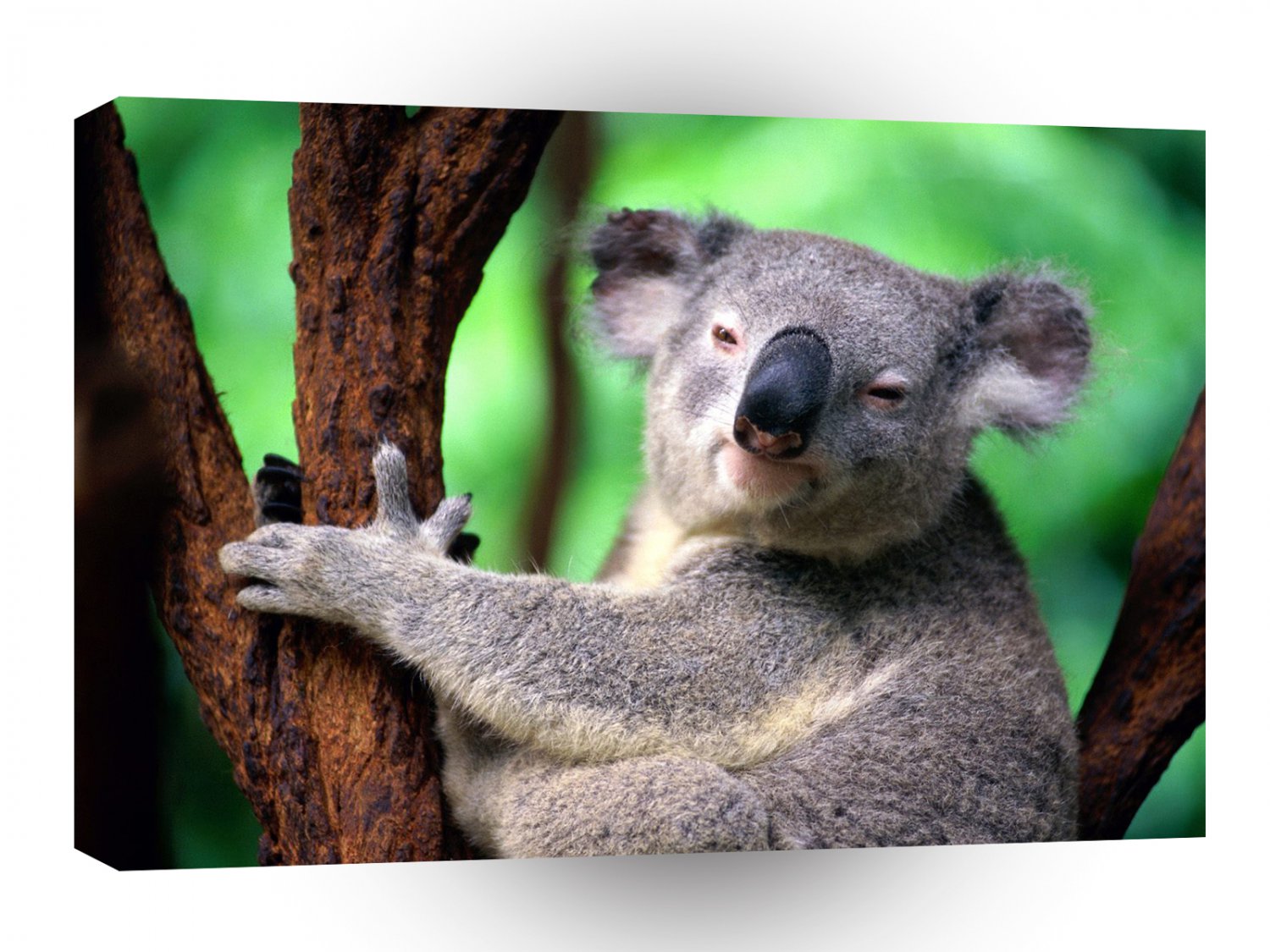 Bear Koala A1 Xlarge Canvas