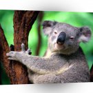 Bear Koala A1 Xlarge Canvas