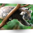 Bear Koala Greens A1 Xlarge Canvas
