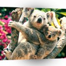 Bear Koalas Australia A1 Xlarge Canvas