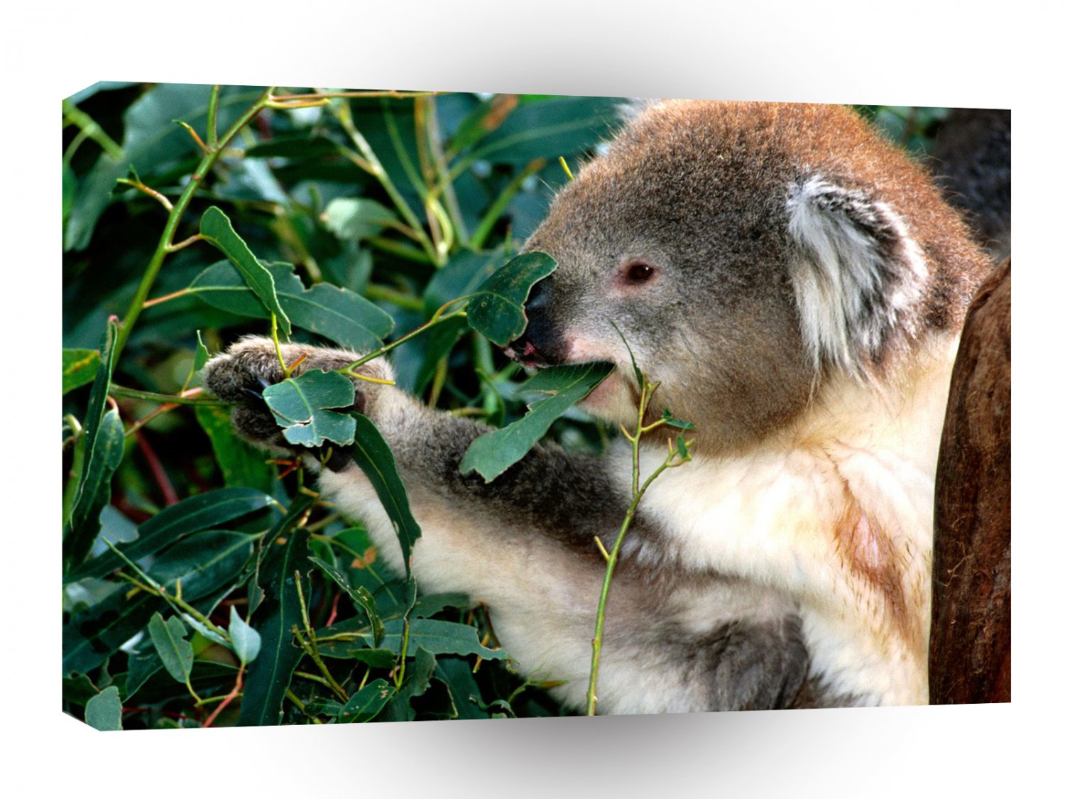 Bear Leaf Eater Koala A1 Xlarge Canvas