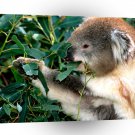 Bear Leaf Eater Koala A1 Xlarge Canvas