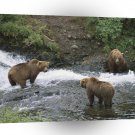 Bear Meeting Of Minds Alaska A1 Xlarge Canvas