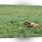 Bear Momma Her Cubs Alaska A1 Xlarge Canvas