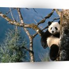 Bear Natural Recliner Giant Panda A1 Xlarge Canvas
