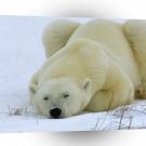 Bear Of A Day A1 Xlarge Canvas