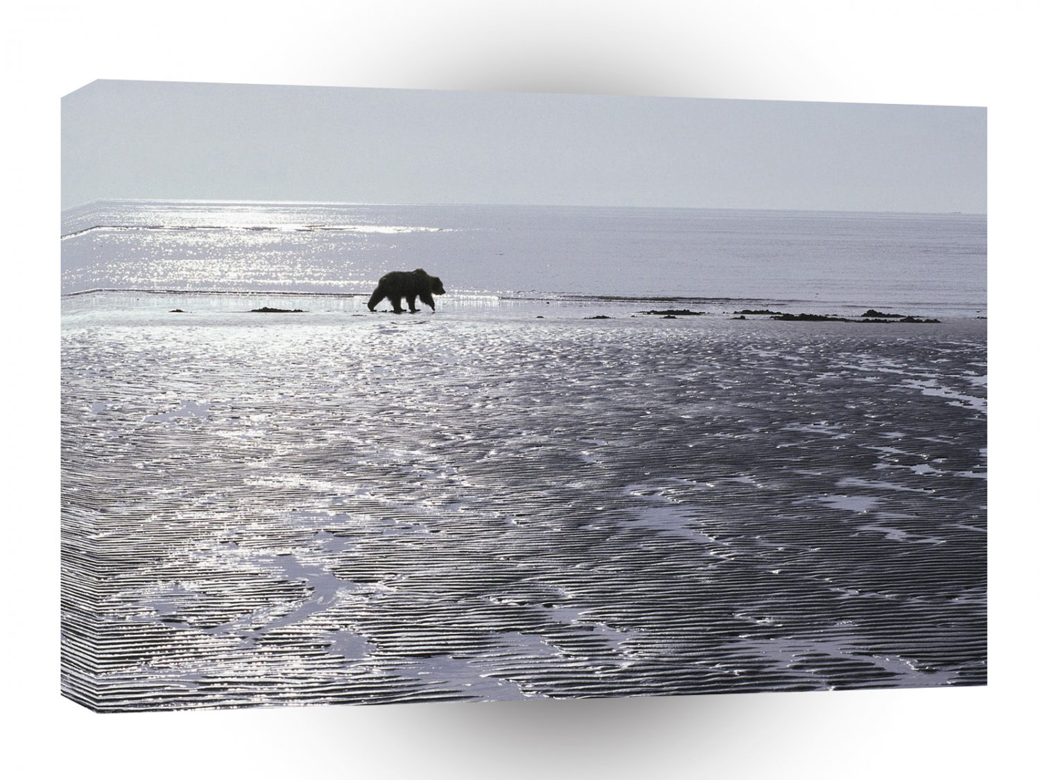 Bear Patrolling Mud Flats Brown Alaska A1 Xlarge Canvas