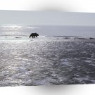 Bear Patrolling Mud Flats Brown Alaska A1 Xlarge Canvas