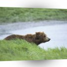 Bear Peaceful Moment Brown Alaska A1 Xlarge Canvas