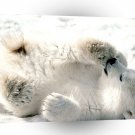 Bear Playful Baby Polar A1 Xlarge Canvas