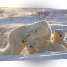 Bear Polar A Mothers Special Touch A1 Xlarge Canvas