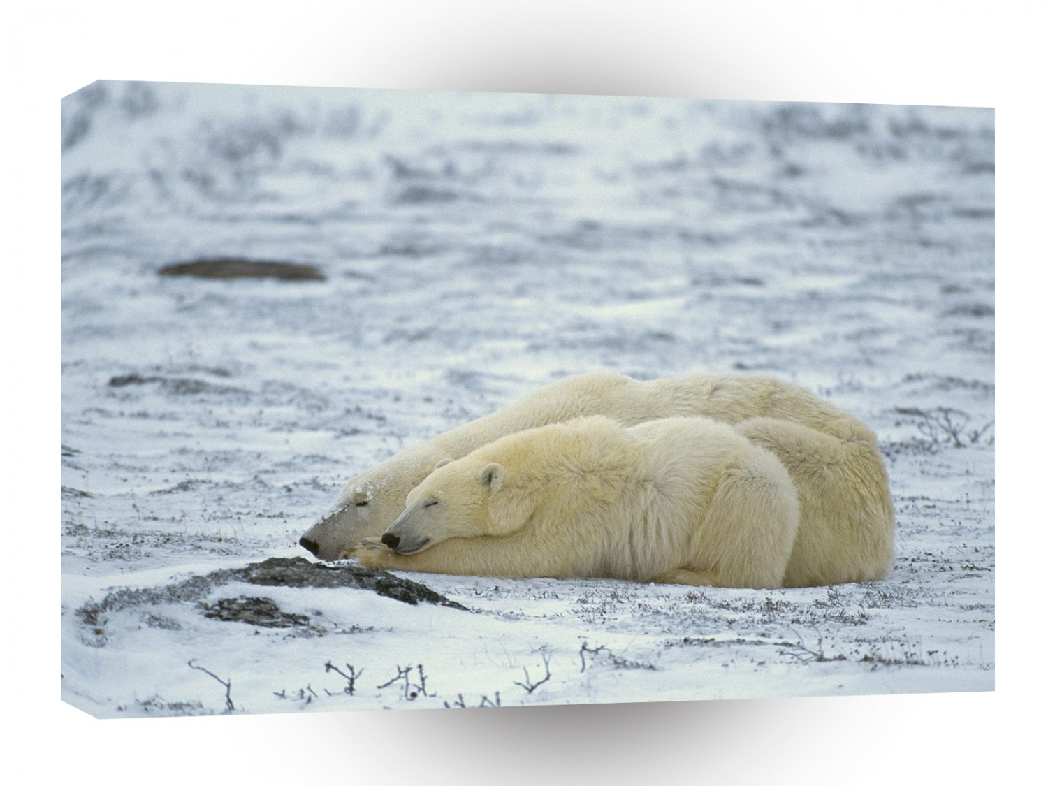 Bear Polar Cuddle A1 Xlarge Canvas