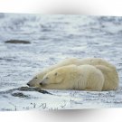 Bear Polar Cuddle A1 Xlarge Canvas