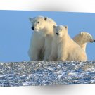 Bear Polar Enjoying The Morning Canada A1 Xlarge Canvas