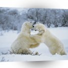 Bear Polar Romp A1 Xlarge Canvas