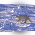 Bear Polar Walk Canada A1 Xlarge Canvas