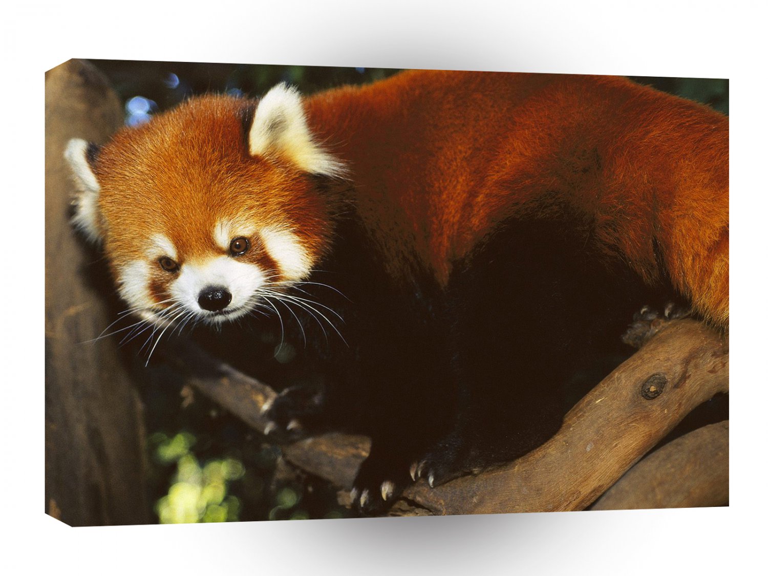 Bear Red Panda A1 Xlarge Canvas