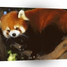 Bear Red Panda A1 Xlarge Canvas