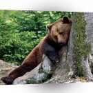 Bear Rest Stop Brown A1 Xlarge Canvas