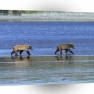 Bear Roaming Wild Grizzly A1 Xlarge Canvas