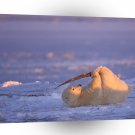 Bear Simple Pleasures A1 Xlarge Canvas