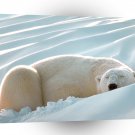 Bear Sleeping Beauty Polar A1 Xlarge Canvas