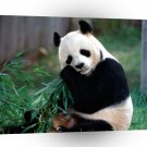 Bear Snack Time Panda A1 Xlarge Canvas