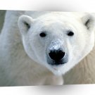 Bear Snow Snout Polar A1 Xlarge Canvas