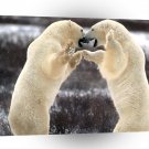 Bear Sparring Polar Churchill Canada A1 Xlarge Canvas