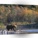 Bear Staking His Claim Brown Alaska A1 Xlarge Canvas