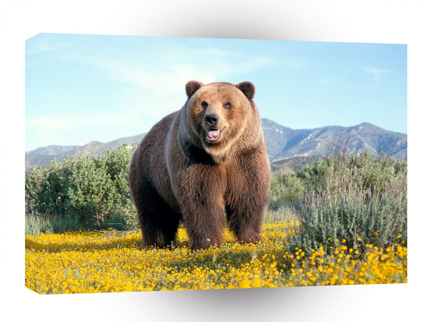 Bear Summer March A1 Xlarge Canvas