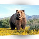 Bear Summer March A1 Xlarge Canvas