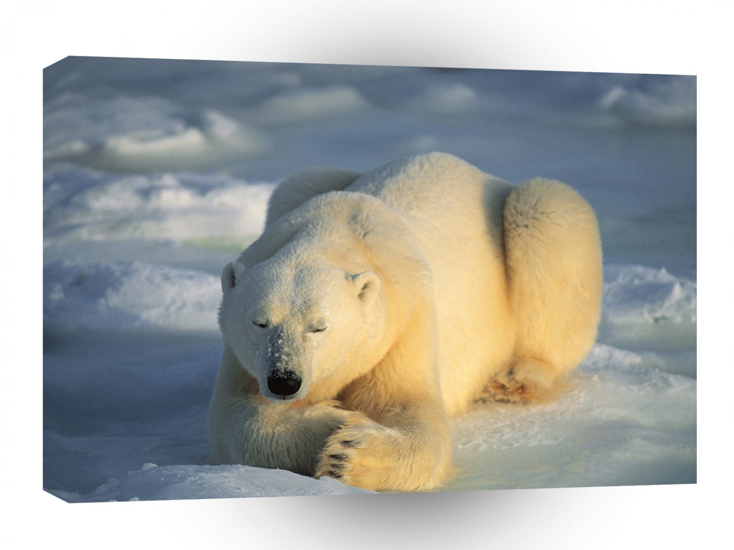 Bear Sunbather A1 Xlarge Canvas